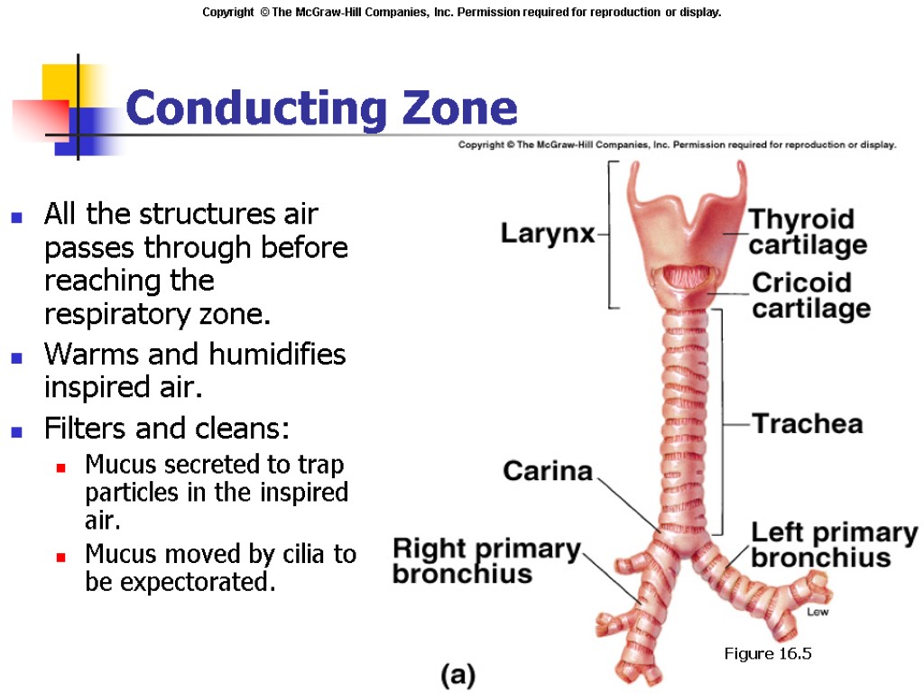 Conducting Zone All the structures air passes through before reaching the respiratory zone. Warms